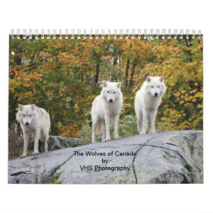 Die Wölfe Kanadas (Kalender) Kalender