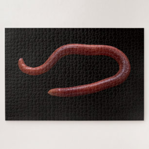 Die Wurmsammlung