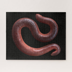 Die Wurmsammlung