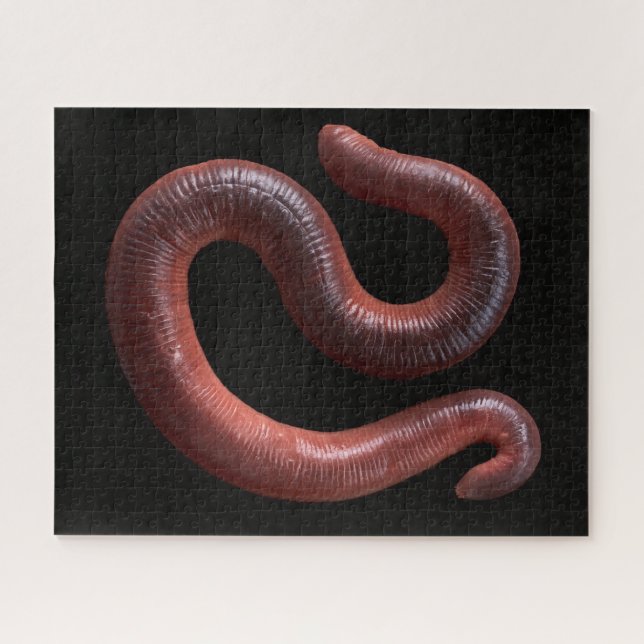 Die Wurmsammlung (Horizontal)