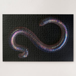 Die Wurmsammlung