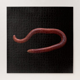 Die Wurmsammlung