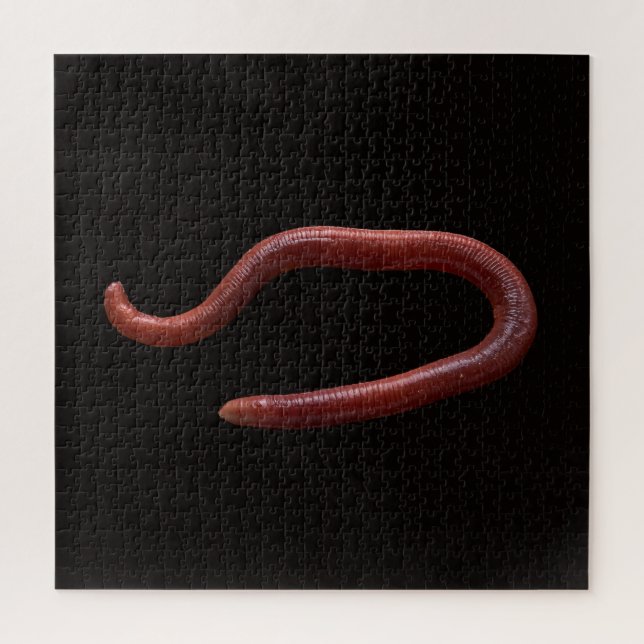 Die Wurmsammlung (Vertikal)