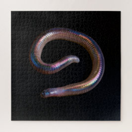 Die Wurmsammlung