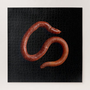 Die Wurmsammlung