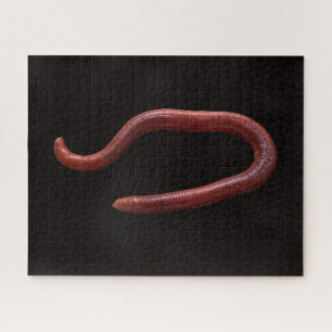 Die Wurmsammlung