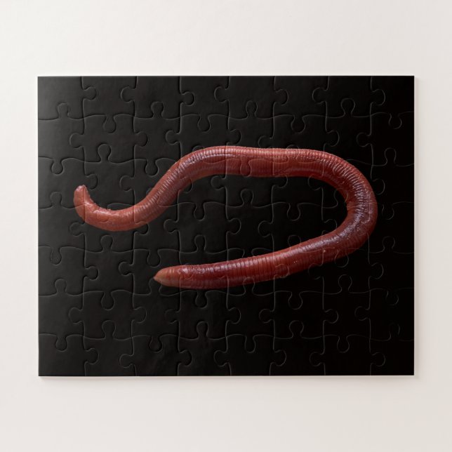 Die Wurmsammlung (Horizontal)