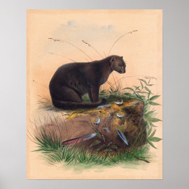 Die Yaguarundi-Katze von Joseph Wolf Poster (Vorne)