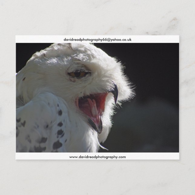 Die Yawn Postkarte (Vorderseite)