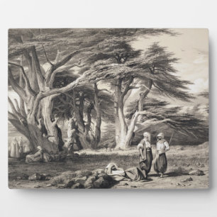 Die Zedern des Libanon, eingraviert von Freeman (s Fotoplatte