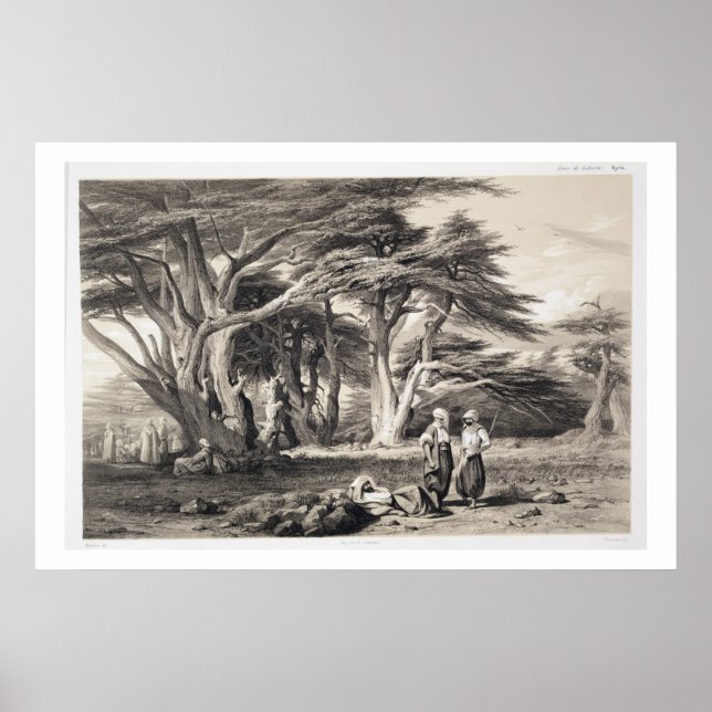 Die Zedern des Libanon, eingraviert von Freeman (s Poster (Vorne)