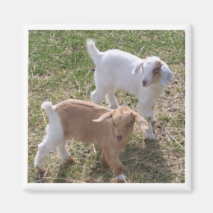 Die Ziegen der Schwester Magnet