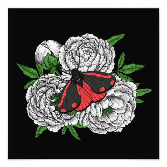 Die Zimtmotte Fotodruck (Vorne)