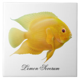 Die Zitrone Severum Cichlid-Fisch-Fliese Fliese