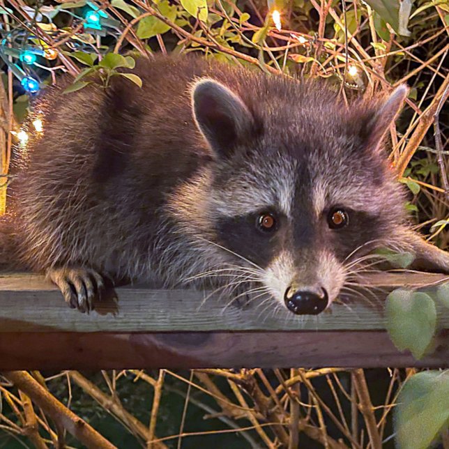 Die Zukunft ist weibliches T-Shirt in Schwarz (Von Creator hochgeladen)