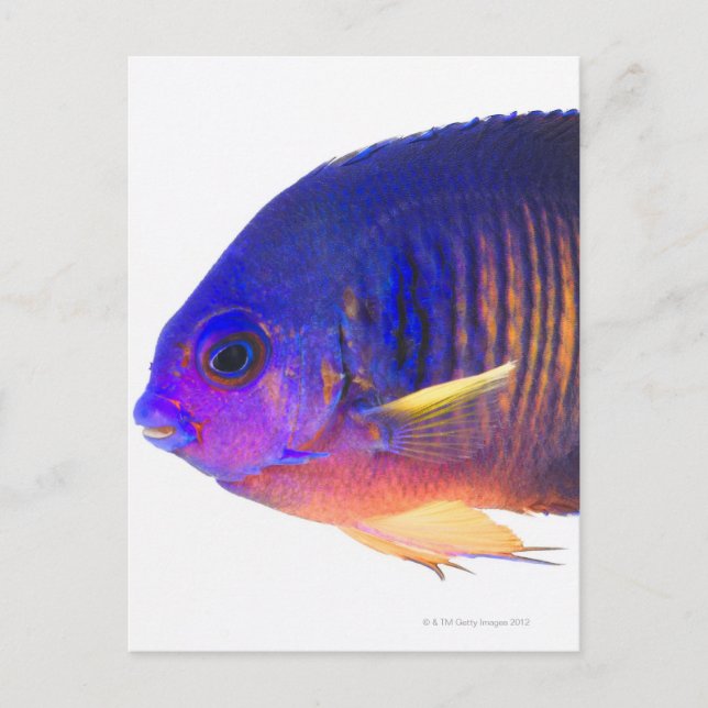 Die zweispurigen Engelfische Postkarte (Vorderseite)