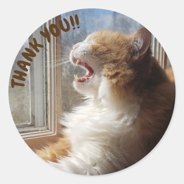 Diego, die Katze danke Ihnen Aufkleber (Vorderseite)