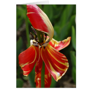 Dieing Tulip