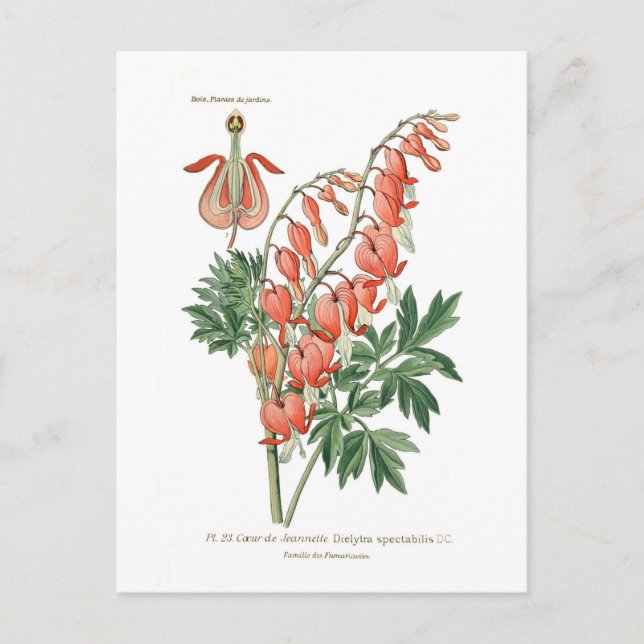 Dielytra-Spezies (Dicentra) Postkarte (Vorderseite)