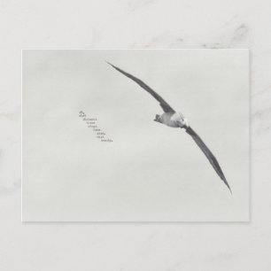 "diese Flügel" Postkarte