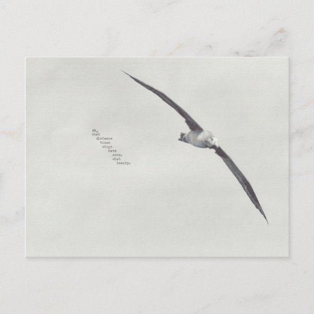 "diese Flügel" Postkarte (Vorderseite)
