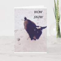 DIESE ZIEGE IST SO EIN KINDER AM GEBURTSTAG