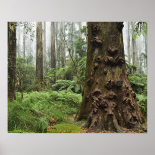 Dieser bemerkenswerte Baum wächst im Dandenong Poster