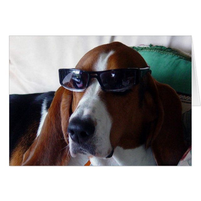 Dieser Hund ist ein Kool-Katze (Vorderseite (Horizontal))