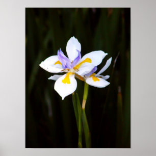 Dietes Poster