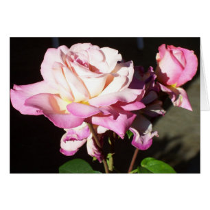 Dieu nous a donné des roses