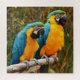 Difficile unique Macaw Bird Puzzle
