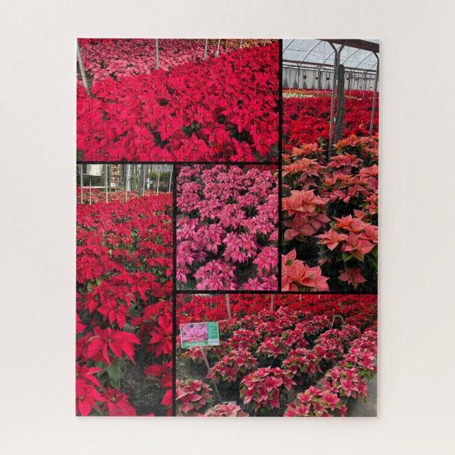 Difficult Christmas Poinsettias 500 pieces (Vertikal)