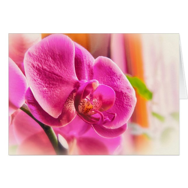 Diffuse Orchid (Vorderseite (Horizontal))