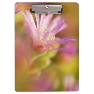 Diffuses Bild einer farbenfrohen Sukkulentenblüte Klemmbrett