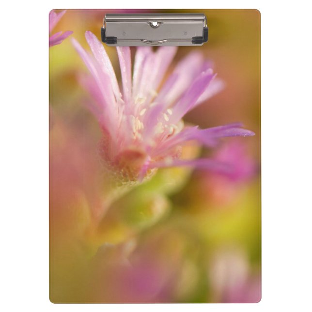 diffuses Bild einer farbigen, sukkulenten Blume Klemmbrett (Vorderseite)