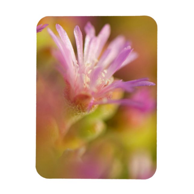 Diffusionsbild einer farbigen, sukkulenten Blume Magnet (Vertikal)