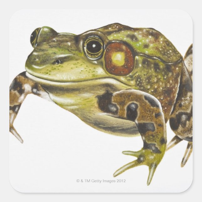 Digitale Darstellung von Green Frog Quadratischer Aufkleber (Vorderseite)