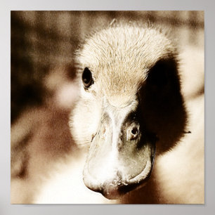 Digitale Kunst als Duckling Poster