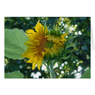 Digitale Kunst Sonnenblumenöffnung im Licht