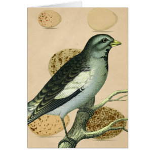 Digitale Vintage Vogelkunst