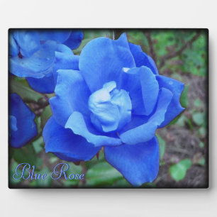 Digitaler Foto mit blauer Rose, benutzerdefinierte Fotoplatte
