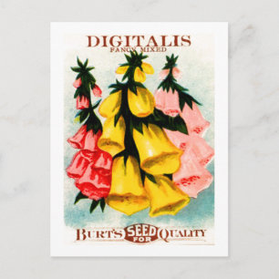 Digitalis Foxglove Seed Packet Postkarte