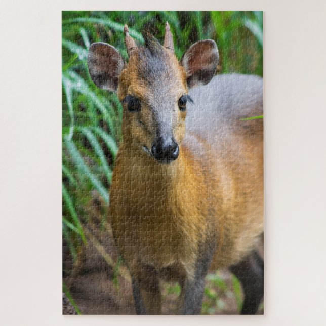 Dik Dik Puzzle (Vertikal)
