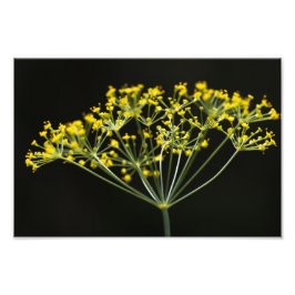 Dill (Anethum graveolens) Fotodruck