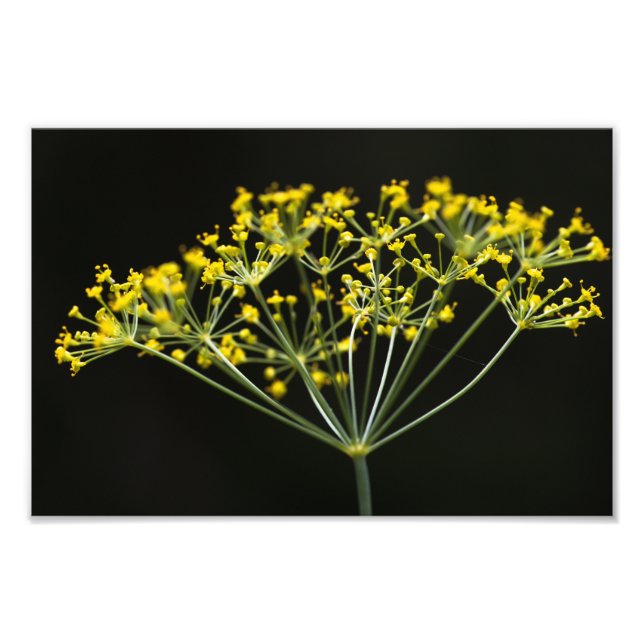 Dill (Anethum graveolens) Fotodruck (Vorne)