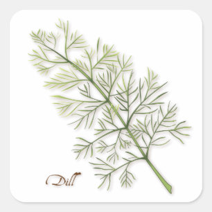 Dill Herb Square Sticker