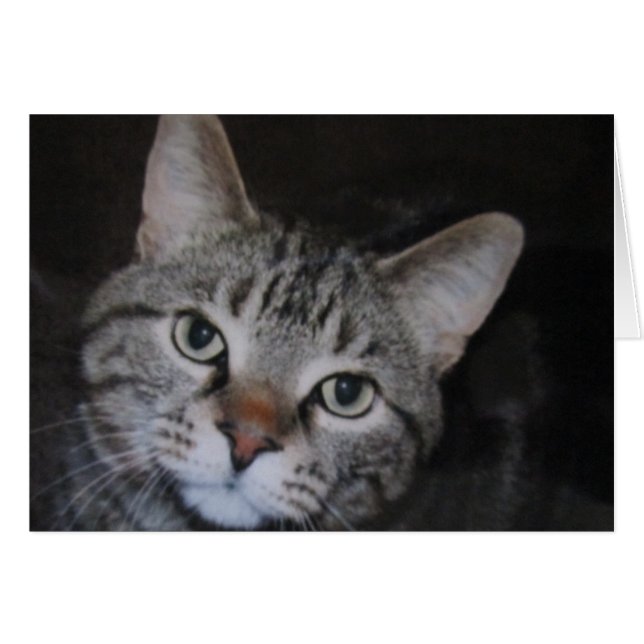 Dillan Le Chat (Devant horizontal)