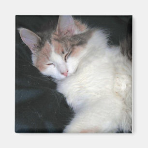 Dilute Calico Kitten Schlafen Magnet