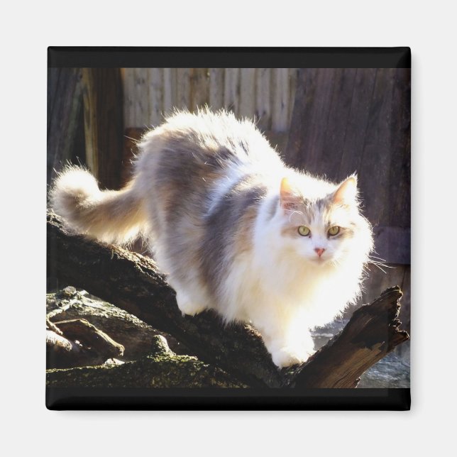Dilute Calico Maine Coon Cat Magnet (Vorne)