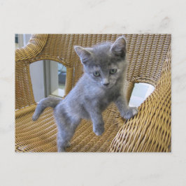 Dilute Tortoiseshell Kitten Postkarte